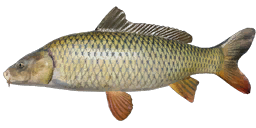 Wild Carp
