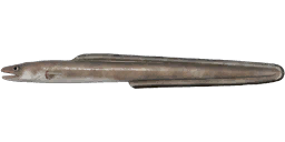 Conger