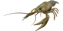Freshwater Crayfish