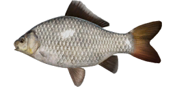Gibel Carp