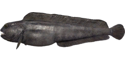Northern Wolffish