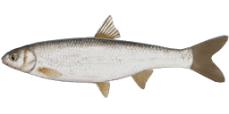 Dace
