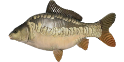 Dinks Linear Carp