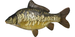 Dinks Mirror Carp