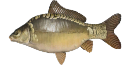 Dinks Leather Carp