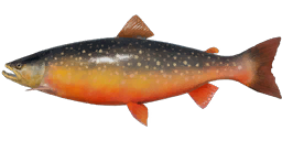 Dryagin Char