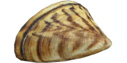 Zebra Mussel