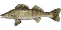 Zander