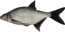 Eastern Bream
