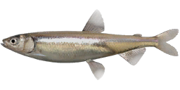 Smelt