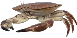 Edible Crab