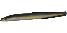 Eel
