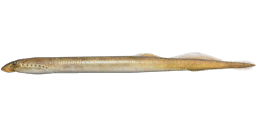 Far Eastern Brook Lamprey