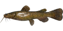 Flathead Catfish