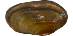 River Mussel