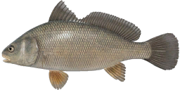 Freshwater Drum