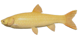 Albino Grass Carp