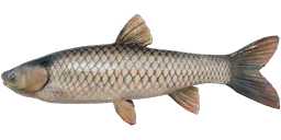 Grass Carp