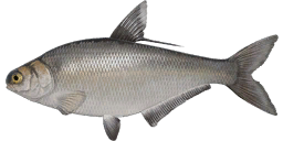 Gizzard Shad