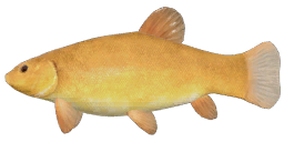 Golden Tench