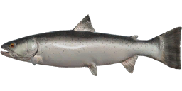 Lake Trout