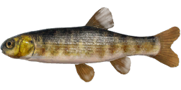 Common Minnow