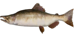 Pink Salmon