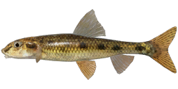 Gudgeon