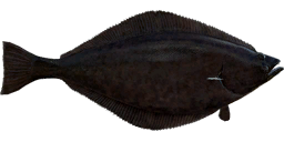 Greenland Halibut