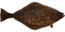 Atlantic Halibut