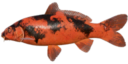 Hi Utsuri