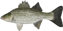 Hybrid Striped Bass