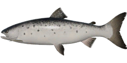 Caspian Brown Trout