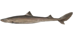 Spiny dogfish