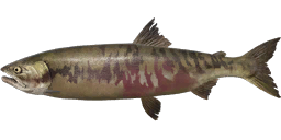 Chum Salmon