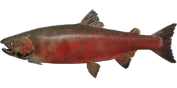 Coho Salmon