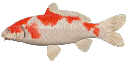 Kohaku