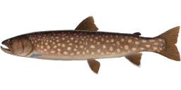 Whitespotted Char