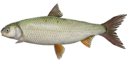 Caspian Kutum