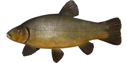 Kvolsdorfsky Tench