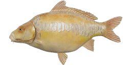 Linear Albino Carp