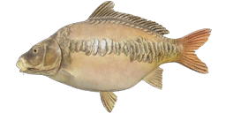 Linear Ghost Carp