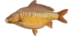 Linear Carp