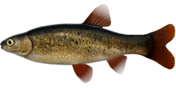 Lake Minnow