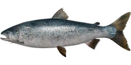 Ladoga Salmon
