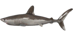 Porbeagle