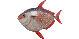 Opah