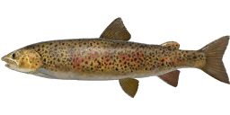 Sharp-snouted Lenok