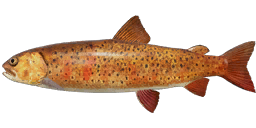 Blunt-snouted Lenok