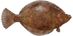 Longhead Dab